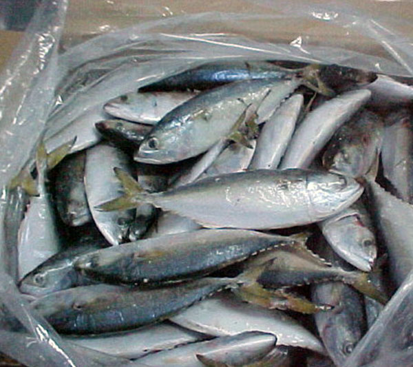 Frozen Fish